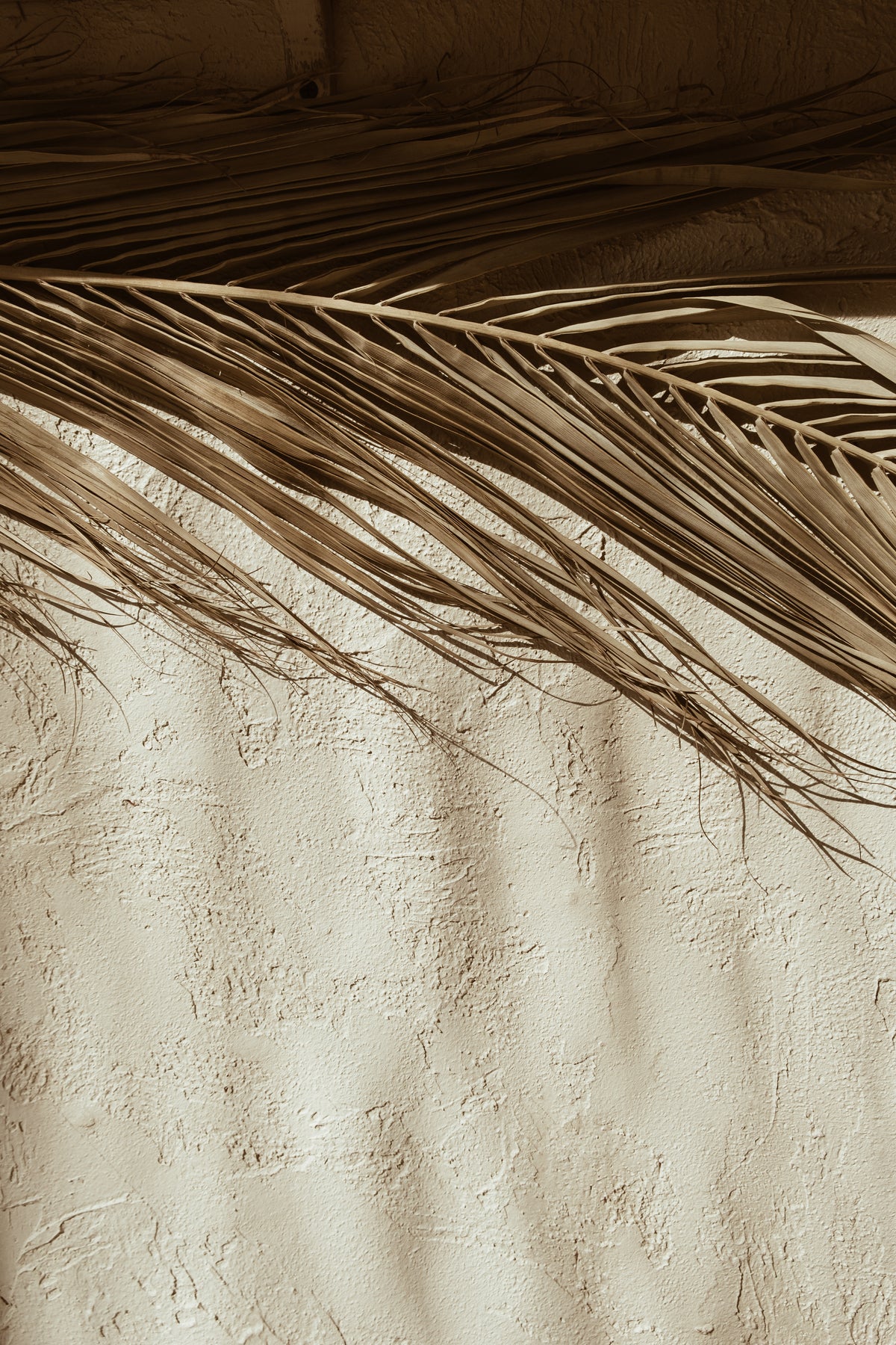 Poster Palmenblad van hoogwaardig papier