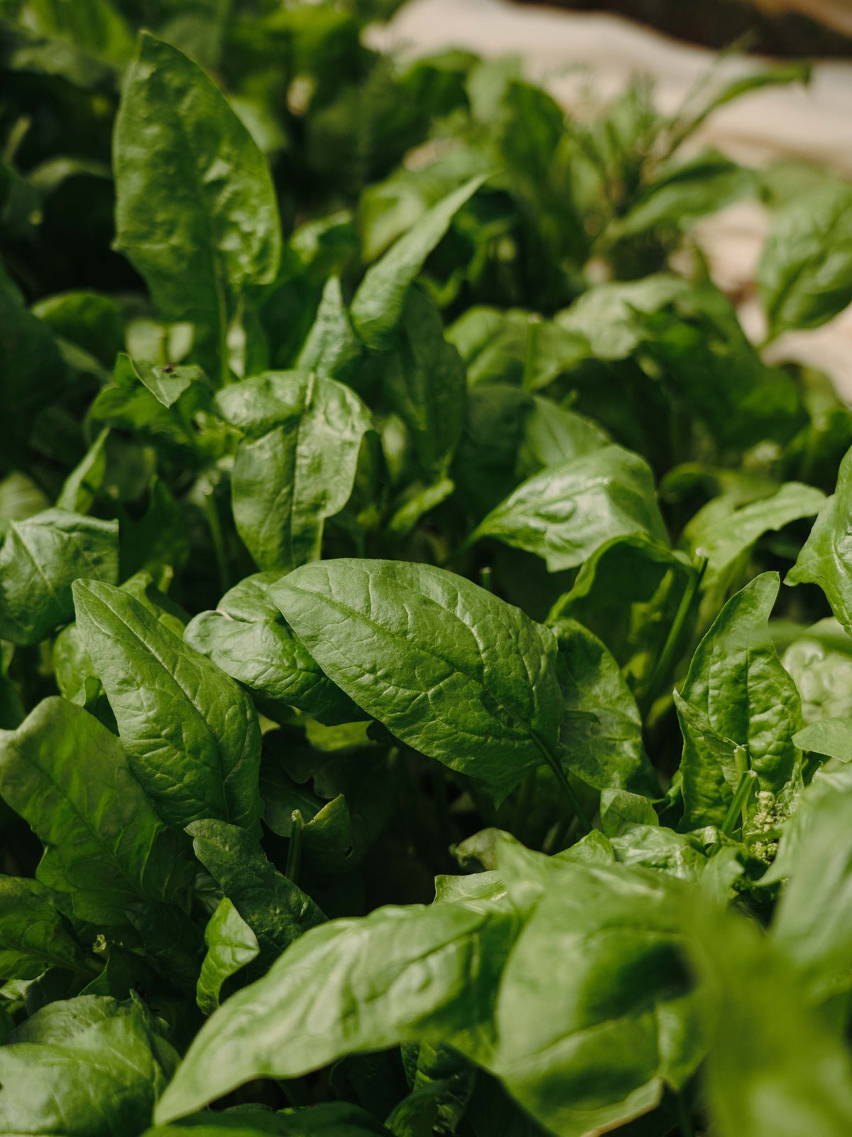 Poster Basil van hoogwaardig papier