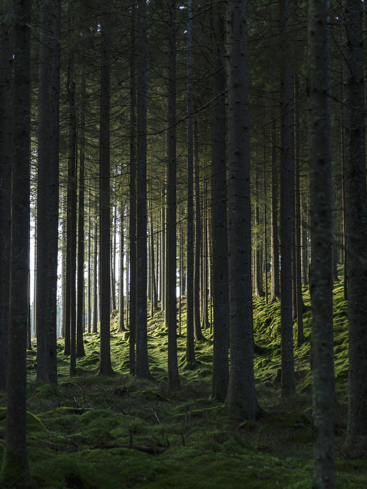 Poster Zwarte Woud van hoogwaardig papier